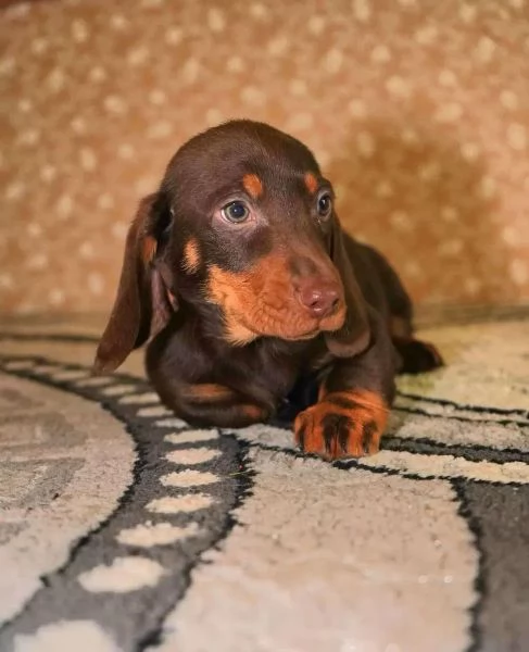 Cuccioli di bassotto tedesco | Foto 3