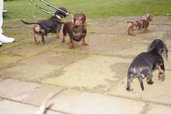 Cuccioli di bassotto tedesco | Foto 2