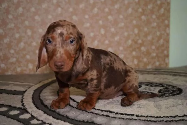 Cuccioli di bassotto tedesco