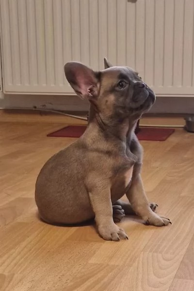 Cuccioli di bouledogue francese | Foto 2