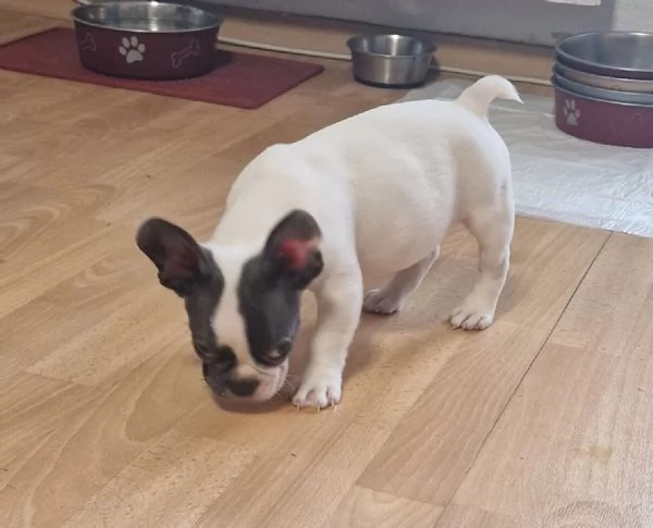 Cuccioli di bouledogue francese | Foto 1