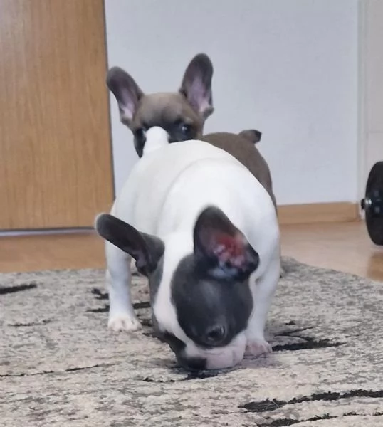 Cuccioli di bouledogue francese | Foto 0