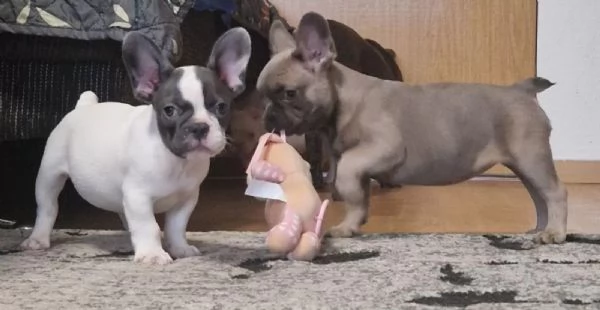 bouledogue francese di tre mesi pronti.