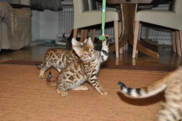 Disponibili bellissimi cuccioli di Bengala sia Brown che Marble. | Foto 3