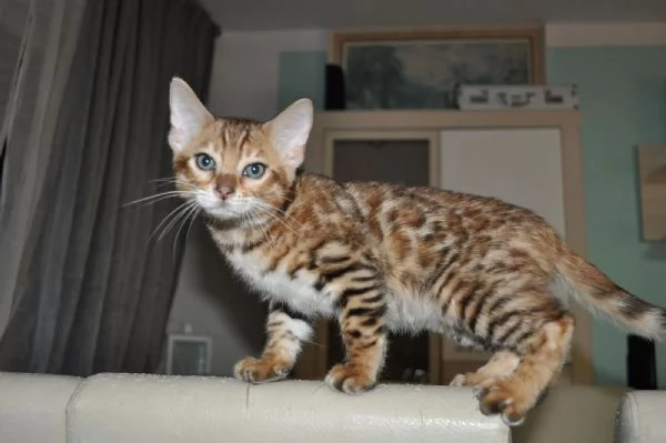 Disponibili bellissimi cuccioli di Bengala sia Brown che Marble. | Foto 2