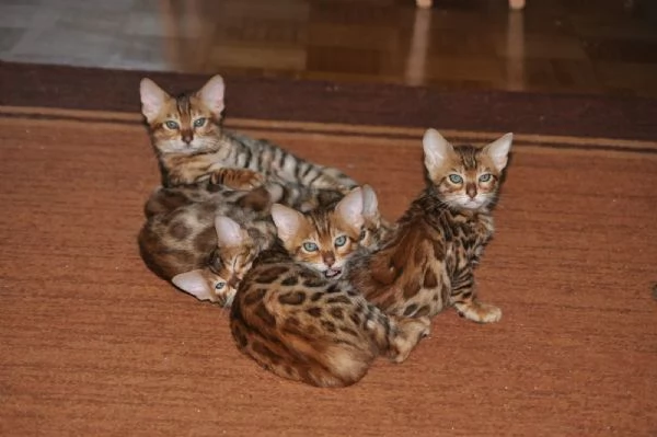 Adorabili gattini Bengala di razza pura, maschi e femmine, con pedigree. | Foto 1