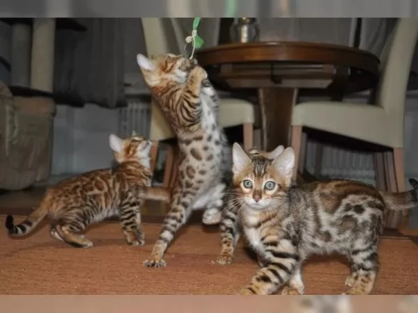 Adorabili gattini Bengala di razza pura, maschi e femmine, con pedigree.