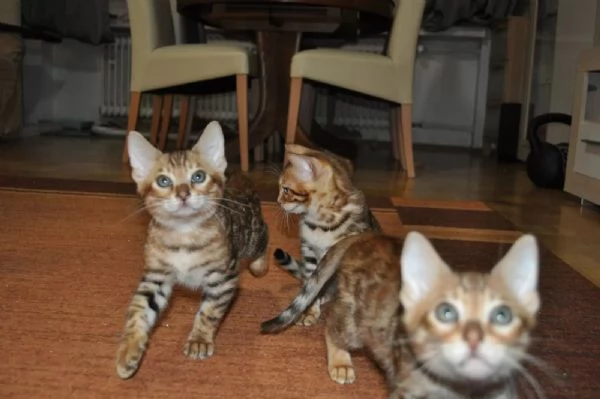 Dolcissimi gattini Bengala di razza pura, maschi e femmine, con pedigree. | Foto 1