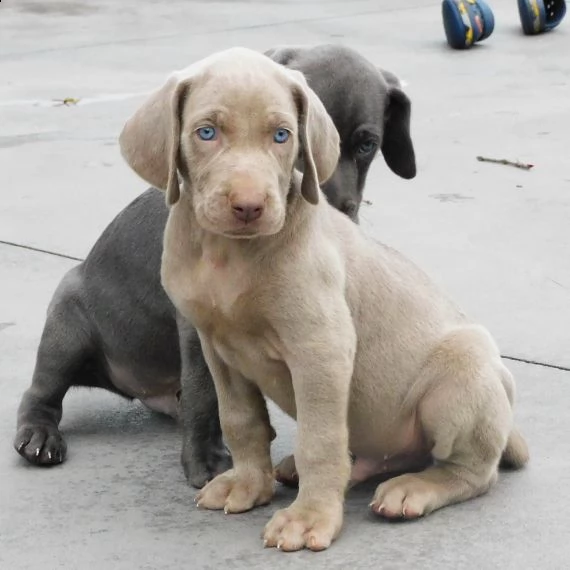 regalo cuccioli di weimaraner