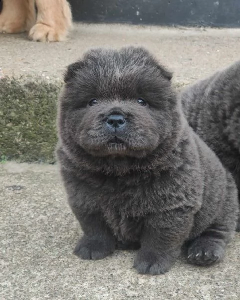 adorabili cuccioli di chow chow in adozione gratuiti