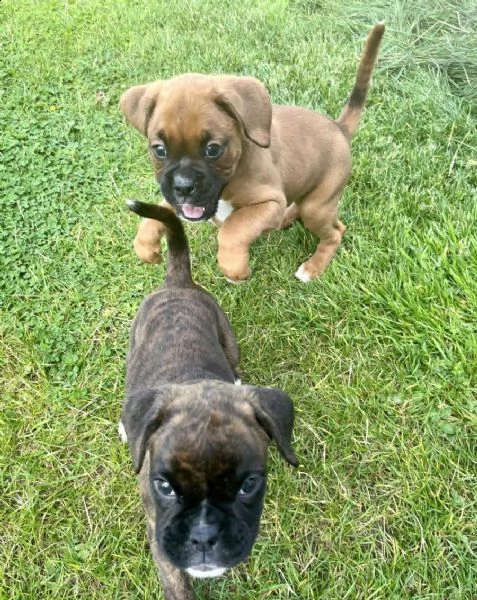 regalo adorabili cuccioli boxer femminucce e maschietti disponibili