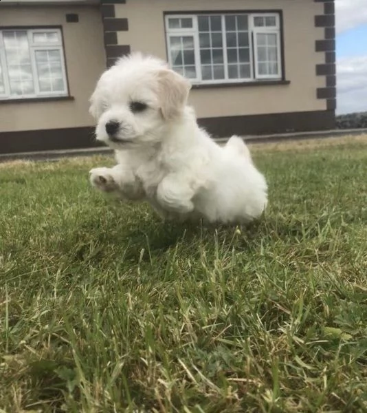maltese cuccioli in adozione gratuiti ( regalo)
