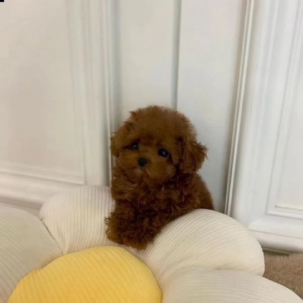 cuccioli di cane barboncino toy
