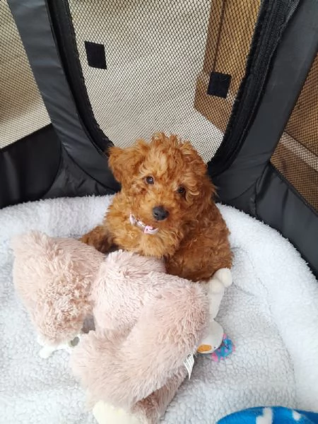 cuccioli di barboncino toy | Foto 0