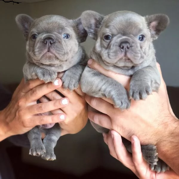 bouledogue francese cuccioli enci e test genetici