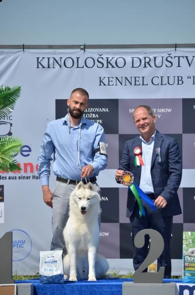 husky siberiano maschio in vendita | Foto 6