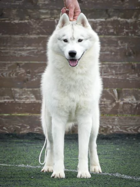 husky siberiano maschio in vendita | Foto 3