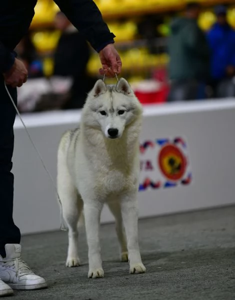 husky siberiano maschio in vendita | Foto 2