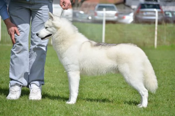 husky siberiano maschio in vendita | Foto 1
