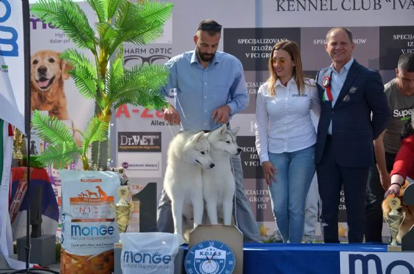 husky siberiano maschio in vendita | Foto 0