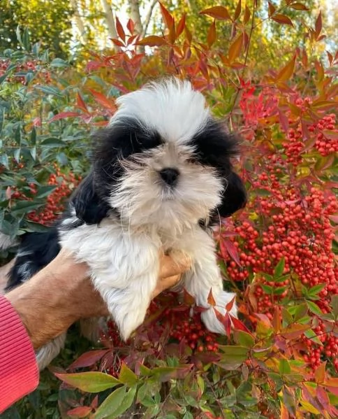  regalo cuccioli shih tzu avente : primi vaccini, passaporto, libretto sanitario, microchip. possibi