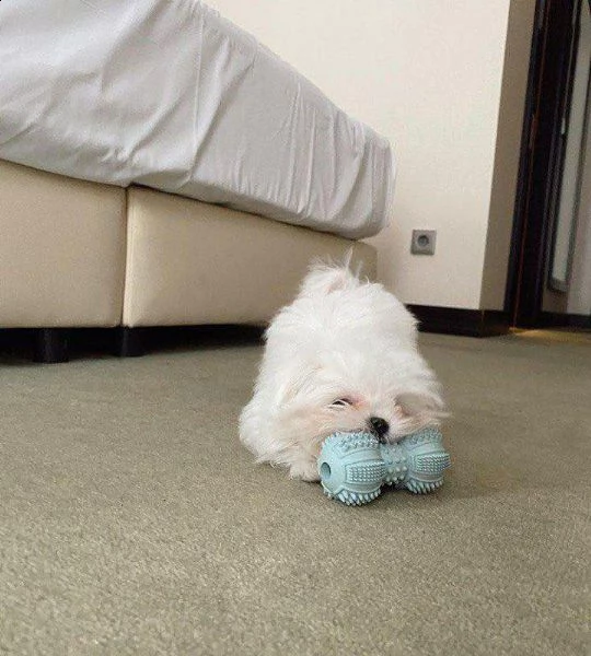 bellissimi cuccioli di maltese akc teacup disponibili regalo di famiglia per te abbiamo tre bellissi | Foto 1
