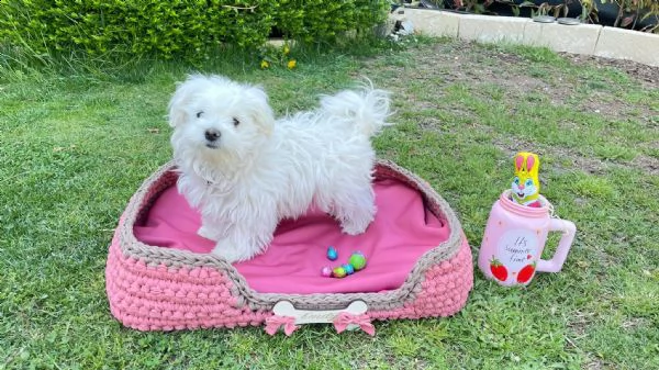   eccezionale ragazza maltese molto piccola disponibile per l'adozione ciao, miei cari, il 16 maggio | Foto 1