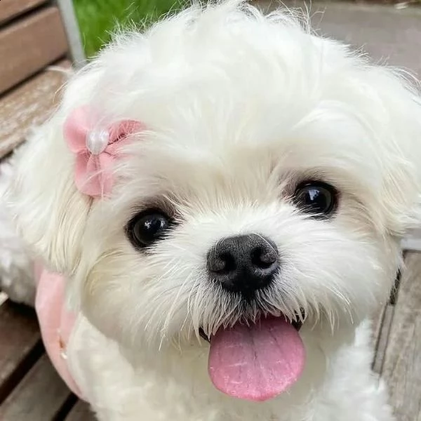 cuccioli maltesi intelligenti **adozione gratuita** siamo 6 cuccioli maltesi di razza pura. 2 maschi