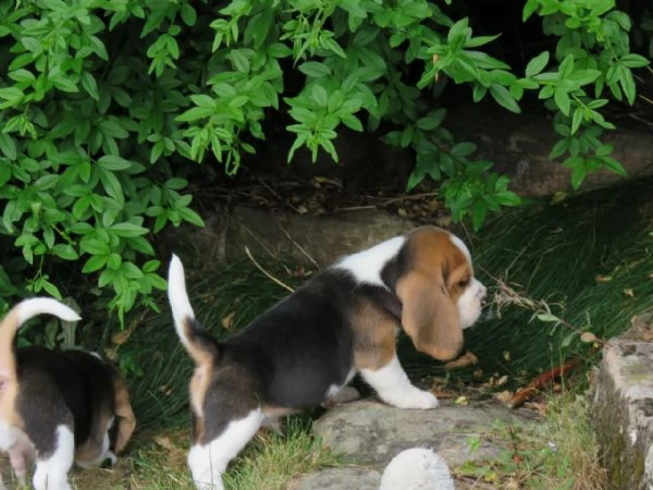vendo adorabili cuccioli di beagle | Foto 2