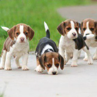 vendo adorabili cuccioli di beagle