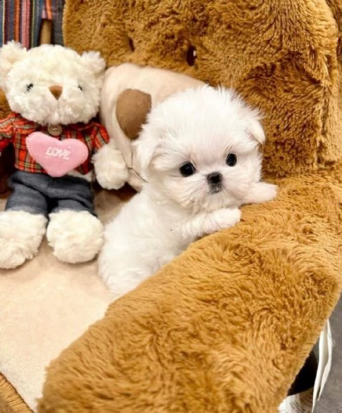 fantastici cuccioli maltesi teacup disponibili per il tuo nuovo membro della famiglia cucciolata san
