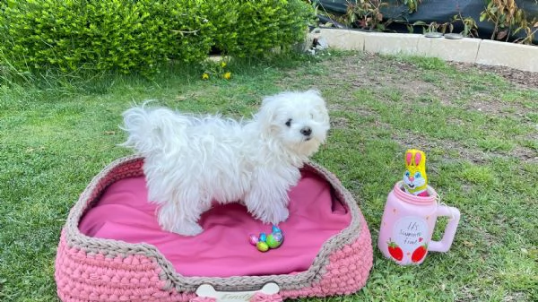 simpatici e sani cuccioli di maltese in tazza da tè  inestimabile in realtà abbiamo due piccoli cucc | Foto 2