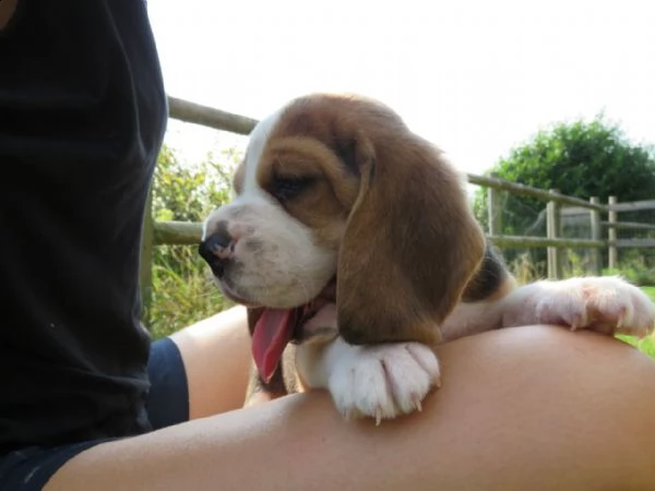 vendo adorabili cuccioli di beagle | Foto 0