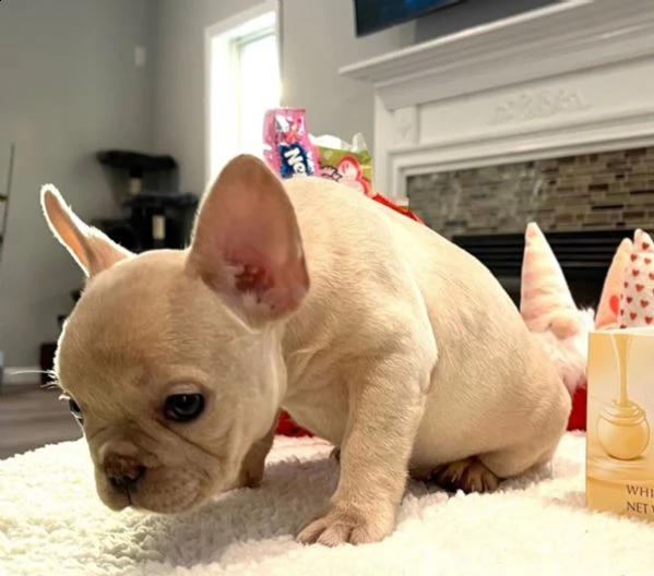 bellissimi cuccioli di bulldog francese | Foto 1