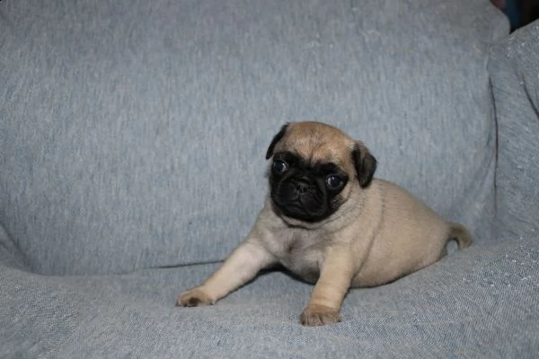 vendo splendidi cuccioli di carlino | Foto 1