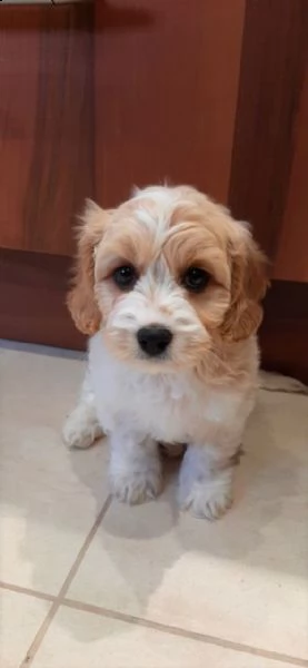 bellissimi cuccioli di cavachon | Foto 1