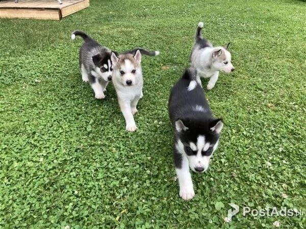 bellissimi cuccioli di siberian husky,