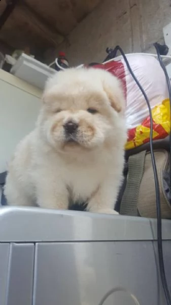 splendidi cuccioli di chow chow | Foto 2