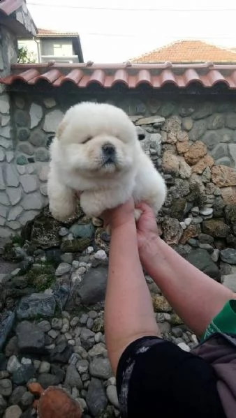 splendidi cuccioli di chow chow | Foto 1