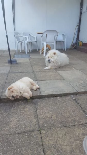 splendidi cuccioli di chow chow | Foto 0