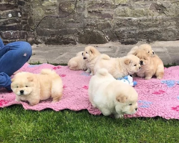 splendidi cuccioli di chow chow