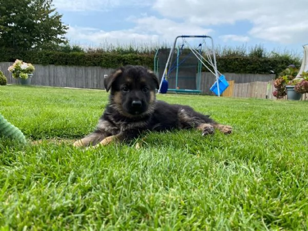 bellissimi cuccioli di pastore tedesco, | Foto 2