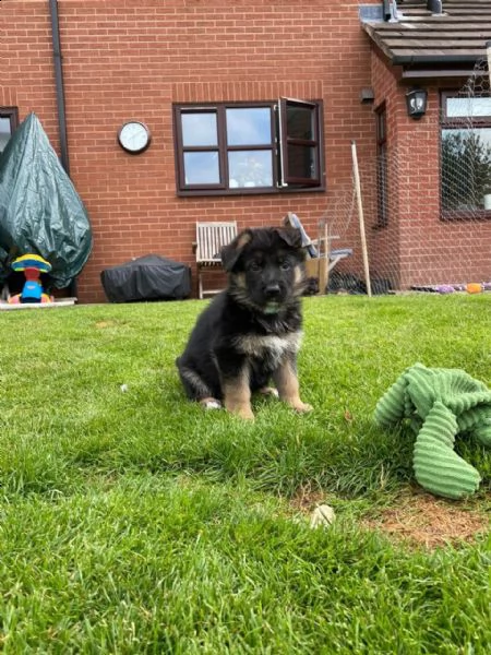 bellissimi cuccioli di pastore tedesco, | Foto 1