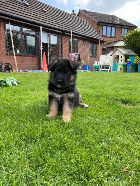 bellissimi cuccioli di pastore tedesco, | Foto 0
