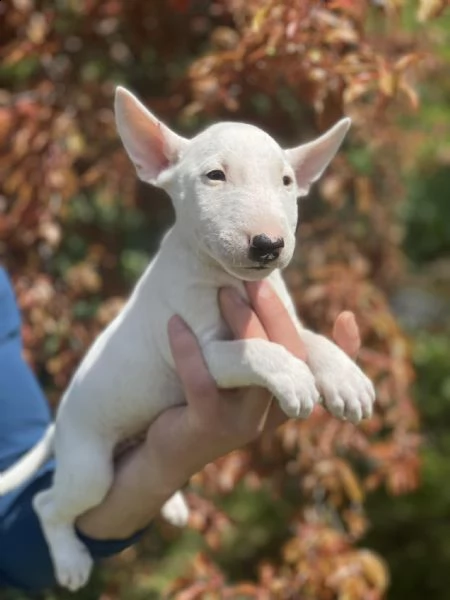 bull terrier in miniatura cuccioli | Foto 6