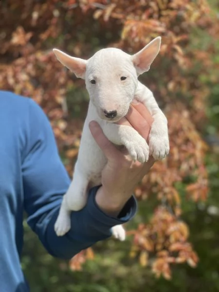 bull terrier in miniatura cuccioli | Foto 5