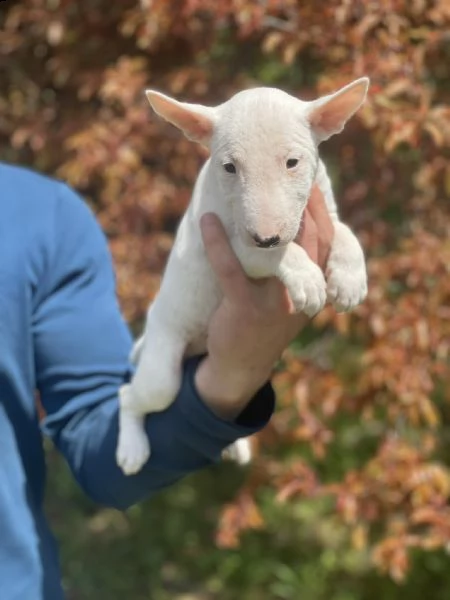 bull terrier in miniatura cuccioli | Foto 4