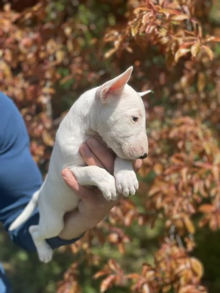 bull terrier in miniatura cuccioli | Foto 3
