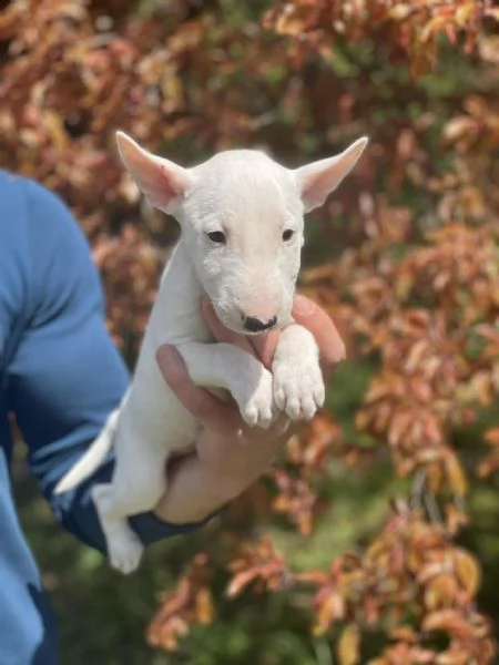 bull terrier in miniatura cuccioli | Foto 2