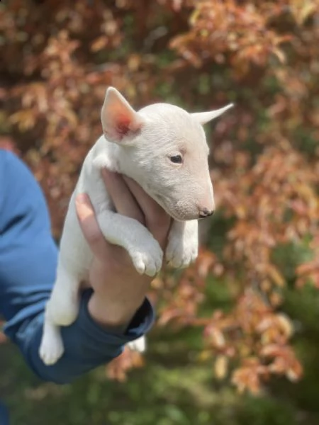 bull terrier in miniatura cuccioli